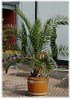 Kanarische Dattel-Palme Phoenix canariensis (1)