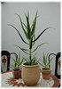 Kandelaber Aloe Aloe arborescens (1)