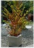 Katsurabaum, Kuchenbaum Cercidiphyllum japonicum (1)