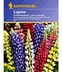 Kiepenkerl Lupine "Russels Mix",1 Portion (1)