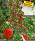Kletter-Erdbeere "Hummi®",3 Pflanzen (1)