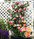 Kletter-Rose "Julie Andrieu®",1 Pflanze (1)