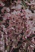 Kletterpflanze JapanischerBlauregen 'Pink Ice' (1)