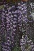 Kletterpflanze JapanischerBlauregen 'Violacea Plena' (1)