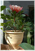 Königs-Protea Protea cynaroides ´Little Prince` (1)