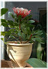 Königs-Protea Protea cynaroides ´Mini King` (1)