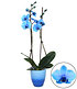 Königsblaue Phalaenopsis, 2 Triebe,1 Pflanze (1)