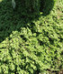 Kriech-Wacholder "Green Carpet",1 Pflanze (1)