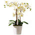 Kunstpflanze Orchideentopf Elegance (1)