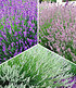 Lavendel-Kollektion,9 Pflanzen (1)