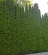 Lebensbaum-Hecke "Smaragd" 40-60cm hoch,1 Pflanze (1)