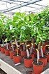 Limettenbaum (Persische Limette) Spanische - Citrus latifolia (1)