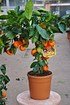 Limettenbaum (Rangpur Limette, Lima rossa) - Citrus limonia Osbeck (1)