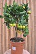 Limettenbaum (Römische Limette) - Citrus limetta Pursha (1)