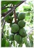 Macadamia-Nuss Macadamia integrifolia (1)