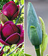 Magnolien-Sortiment zum Vorteilspreis,2 Pflanzen (1)