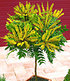 Mahonien-Stämmchen,1 Pflanze (1)