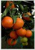 Mandarine Citrus reticulata (1)
