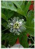 Maracuja, Passionsfrucht Passiflora edulis (1)
