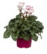 Mein schöner Garten Alpenveilchen 'victoria' Rosa
