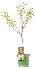 Mein schöner Garten Apfelbaum 'Redlove® Circe®' (1)