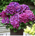Mein schöner Garten Bauernhortensie 'Bouquet Rose' 2er-Set (1)