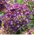 Mein schöner Garten Bauernhortensie 'Forever & Ever'® Purple (1)