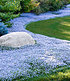 Mein schöner Garten Bienenfreundliches Bodendecker-Set "Himmlisches Blau" , 15 Pflanzen (1)