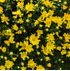 Mein schöner Garten Chrysanthemen Busch (1)