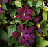 Mein schöner Garten Clematis 'Etoile Violette' (1)