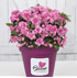 Mein schöner Garten Dauerblühende JapanischeAzalee 'BloomChampion® Pink'