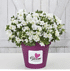 Mein schöner Garten Dauerblühende JapanischeAzalee 'BloomChampion® White'