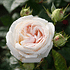 Mein schöner Garten Duftrose Parfuma® 'Madame Anisette'® (1)