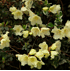 Mein schöner Garten Gelber Zwerg-Rhododendron 'Wren' (1)
