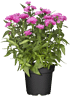 Mein schöner Garten Glattblatt-Aster Rosa