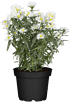 Mein schöner Garten Glattblatt-Aster Weiß