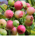 Mein schöner Garten Heidelbeere 'Pink Lemonade'® (1)