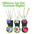 Mein schöner Garten Hibiskus 3er-Set 'Summer Nights' (1)