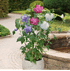Mein schöner Garten Hibiskus 'Three Sisters'® (1)
