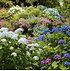 Mein schöner Garten Hortensien-Symphonie 4er-Set (1)
