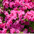 Mein schöner Garten Japanische Azalee 'Melina' (1)