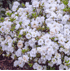Mein schöner Garten Japanische Azalee 'Schneeperle'® (1)