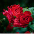 Mein schöner Garten Kletterrose 'Red Flame'® (1)