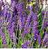 Mein schöner Garten Lavendel Angustifolia Set (1)