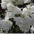 Mein schöner Garten Pfeifenstrauch Fl'Aroma® 'White Belle' (1)