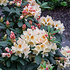 Mein schöner Garten Rhododendron 'Bernstein' (1)