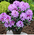 Mein schöner Garten Rhododendron 'Catawbiense Boursault' (1)