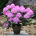 Mein schöner Garten Rhododendron 'Englisch Roseum' (1)