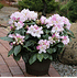 Mein schöner Garten Rhododendron 'Gomer Waterer' (1)