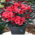 Mein schöner Garten Rhododendron Hybride 'Elizabeth' (1)